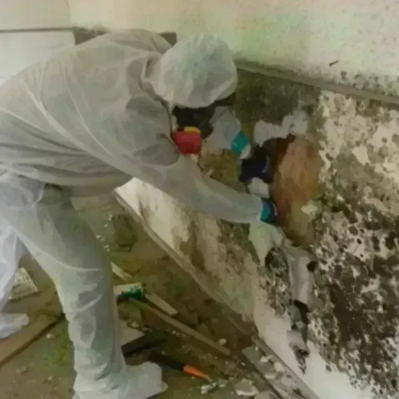 Mold Remediation and Removal in Franklin, TX